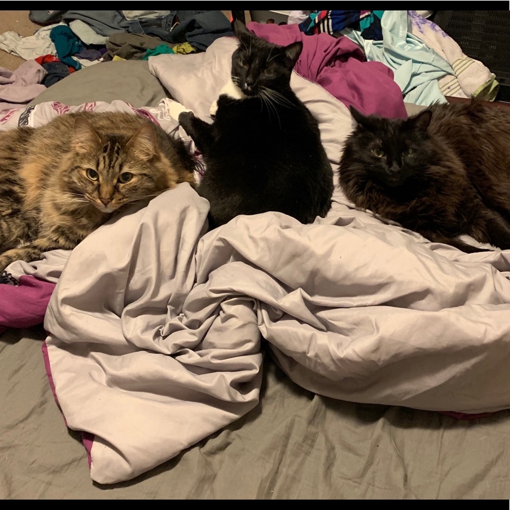 My fur babies!!!